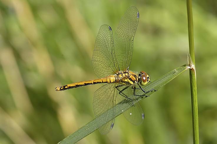 Sympetrum danae?